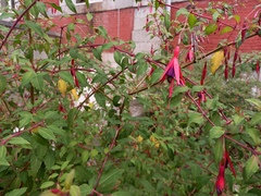 Fuchsia magellanica