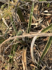 Sansevieria aethiopica