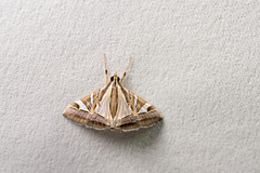 Agrioglypta itysalis