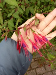 Fuchsia magellanica