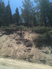 Ceanothus cordulatus