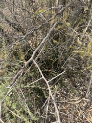 Sansevieria aethiopica