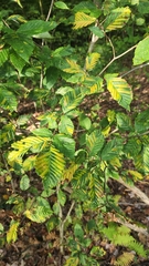 Litylenchus crenatae