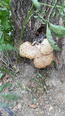 Cerioporus squamosus