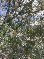 Grevillea linearifolia