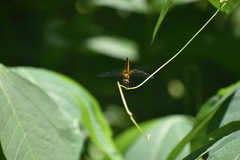 Aethriamanta brevipennis
