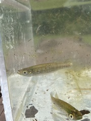 Fundulus lineolatus