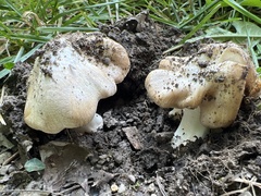 Cuphophyllus pratensis