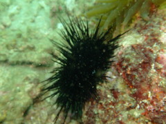 Echinothrix diadema