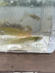 Fundulus lineolatus