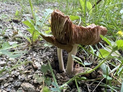 Cuphophyllus pratensis