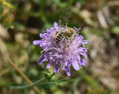 Dasypoda hirtipes