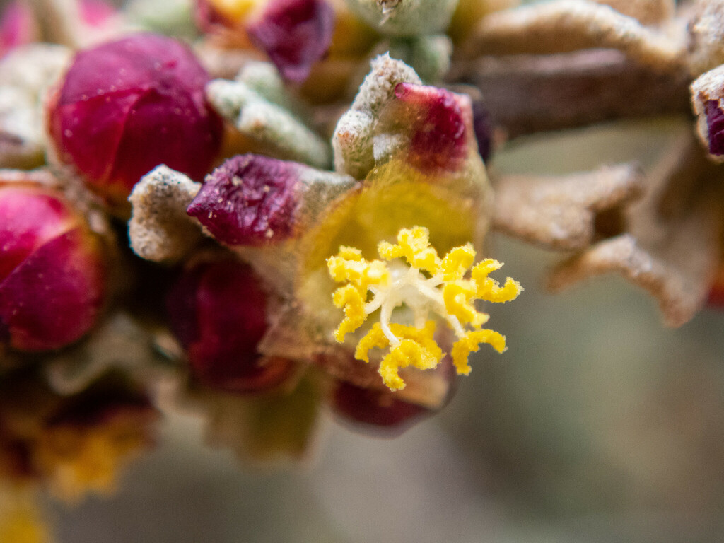 thorny lawrencia