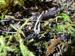 Cordyceps