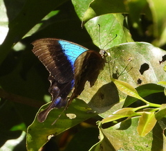 Papilio pericles