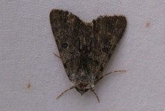 Catocala sordida