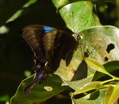 Papilio pericles