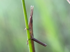 Achurum carinatum
