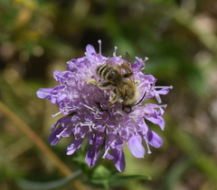 Dasypoda hirtipes