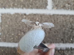 Bombyx mori
