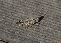 Oedaleus infernalis
