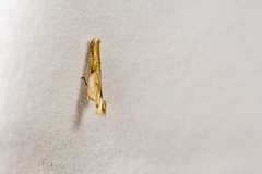 Paralida triannulata