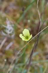 Papaver lapponicum orientale