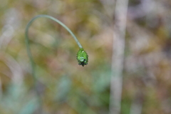 Papaver lapponicum orientale