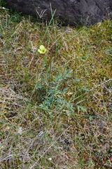 Papaver lapponicum orientale