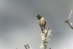 Heliangelus amethysticollis