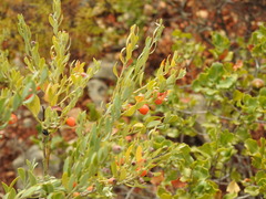 Osyris lanceolata