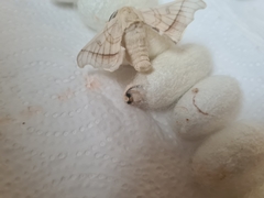 Bombyx