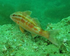 Parupeneus biaculeatus