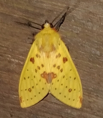 Symphlebia
