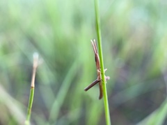 Achurum carinatum
