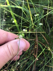 Euphorbia pubentissima