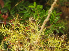 Genista hirsuta