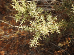 Ulex argenteus argenteus