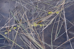 Sparganium hyperboreum