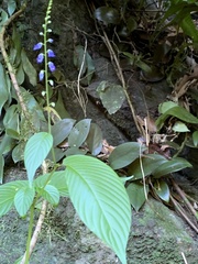 Rhynchoglossum obliquum