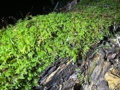 Tatraea macrospora