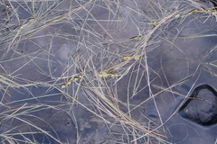 Sparganium hyperboreum