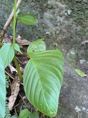 Rhynchoglossum obliquum