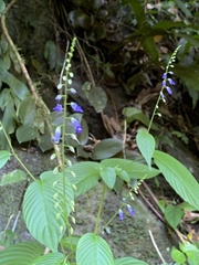 Rhynchoglossum obliquum