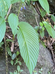 Rhynchoglossum obliquum