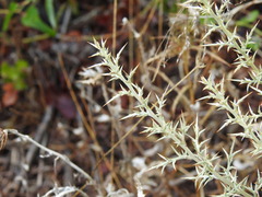 Ulex argenteus argenteus
