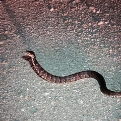 Nerodia fasciata pictiventris