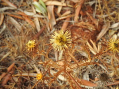 Carlina hispanica