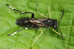 Macrophya montana