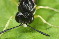 Macrophya montana